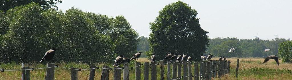 Kr&auml;hen auf dem Weidezaun im Dorf Rohrbeck