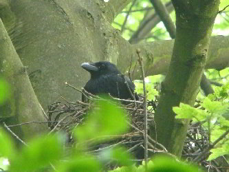 br&uuml;tende Rabenkr&auml;he im Nest