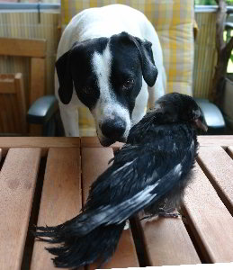 Hund und zahme Rabenkr&auml;he