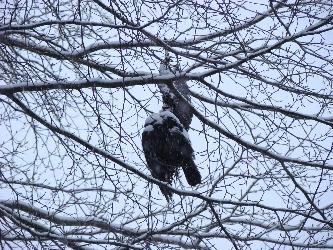 tote Kr&auml;he im Baum