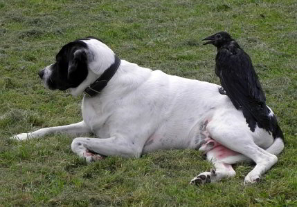 Gehbehinderte Rabenkr&auml;he reitet auf einem Hund