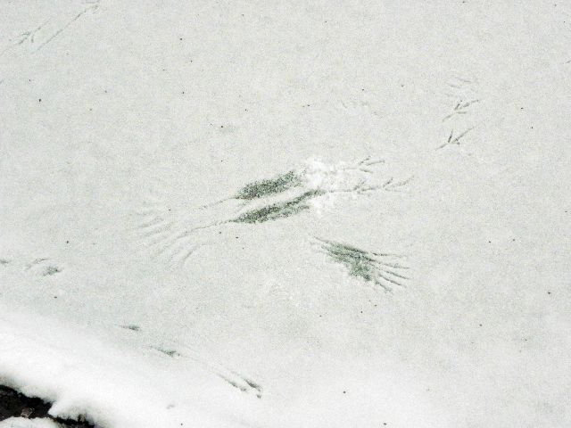Landung einer Kr&auml;he im Schnee auf Eis