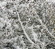 Mit Reif und Schnee bedeckte Drachenschnur im Baum, im Sommer eine Todesfalle