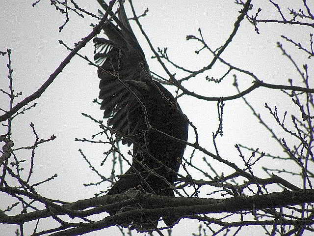 strangulierte Kr&auml;he in einer Drachenschnur