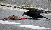 Kr&auml;he fri&szlig;t &uuml;berfahrenen  Igel