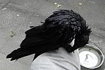 Blacky, die Rabenkr&auml;he