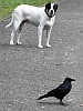 Hund und Kr&auml;he