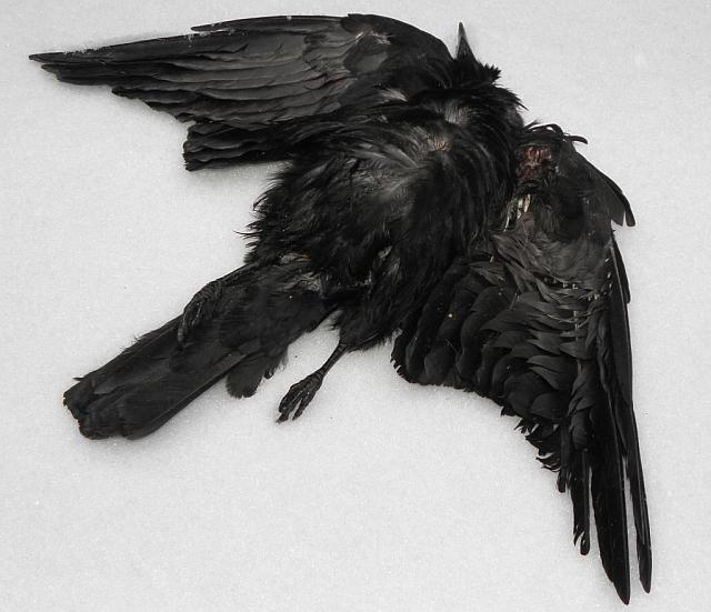 strangulierte Kr&auml;he in Hamburg