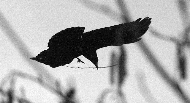 Kr&auml;he mit Zweig im Schnabel fliegt zum Nest
