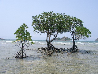 Winziger Mangrovenwald in Malaysia