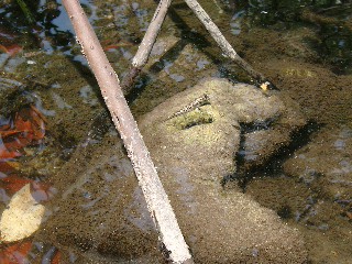 Schlammspringer in den Mangroven auf Borneo