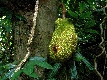 Jakfrucht im Urwald auf Sibu Island (Borneo)