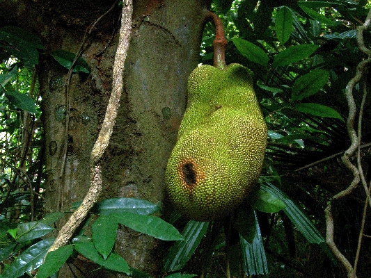 Jackfrucht in Borneo