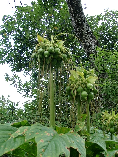 Nationalpark Bako auf Borneo, Pflanzen im Urwald
