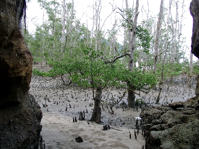 Nationalpark Bako auf Borneo, Mangrovenwald ei Ebbe