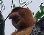 Bako Nationalpark auf Borneo, Nasenaffe im Baum