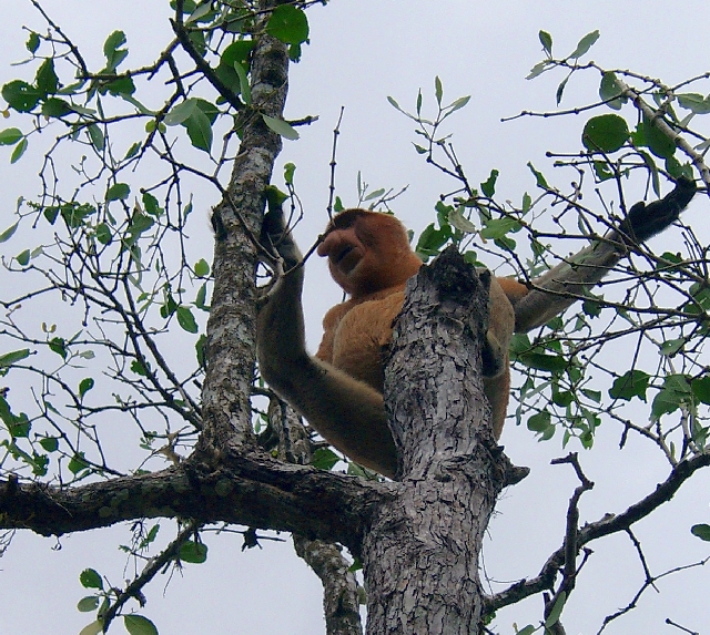 Nationalpark Bako auf Borneo, Mangrovenwald ei Ebbe