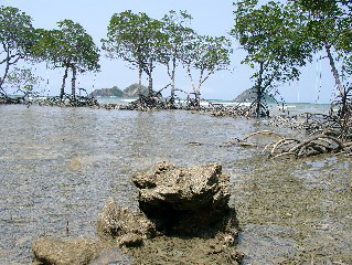 Mangrovenwald bei Ebbe mit altem Korallenstock