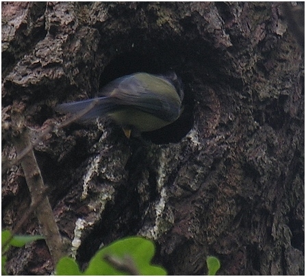 Blaumeise f&uuml;ttert einen Jungvogel im Starennest