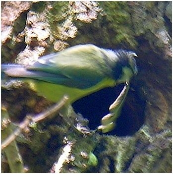 Blaumeise entsorgt den Kot eines Staren aus der Spechth&ouml;hle