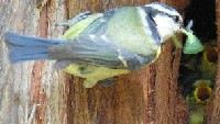 Blaumeise beim F&uuml;ttern an der Zypresse