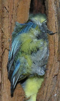 Das soll eine Blaumeise sein?