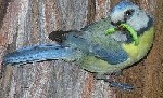 Blaumeise mit gr&uuml;ner Raupe am Nest