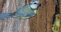 Blaumeise mit Futter am Nest in einer Zypresse
