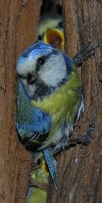 Blaumeise an einer Zypresse