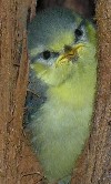 So unschuldig schaut nur ein Blaumeisenk&uuml;ken