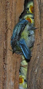 Gestapelte Blaumeisenk&uuml;ken