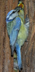 Blaumeise f&uuml;tter an einer Zypresse