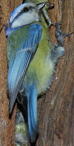 Blaumeise am Nest in der Zypresse
