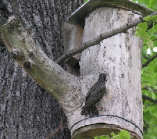 Fledermauskasten, aber Stare sind dri