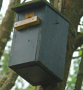Nisthilfe mit Anflugleiste