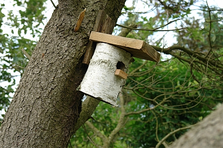 Birke Vollholz Nistkasten