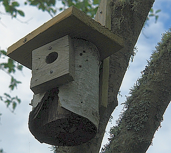 Uriger Nistkasten in D&auml;nemark und flechten am Baum