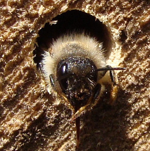 Insektenhaus in der Kita Tonndorfer Schulstra&szlig;e in Hamburg