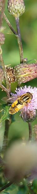 Schwebfliege auf einer Diestelbl&uuml;te