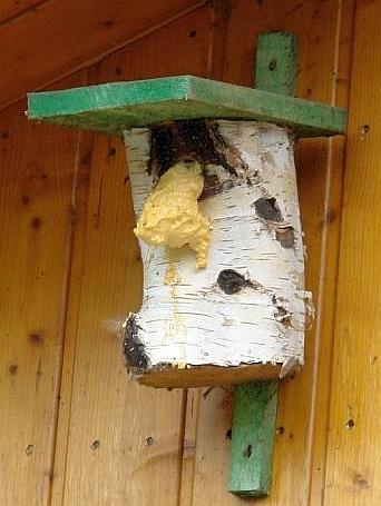 Nistkasten mit Hornissen, mit Bauschaum get&ouml;tet