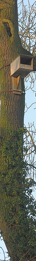Eulenkasten, nisthilfe