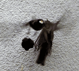 Stare bauen eine vom Specht in der w&auml;rmeged&auml;mmten Hausfassade angelegte &Ouml;ffnung aus