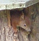 Eichh&ouml;rnchen im Nistkasten