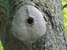 Baumh&ouml;hle mit Kleibernest, vom Specht gehackt