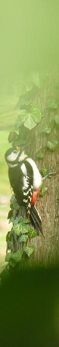 Buntspecht vom Steenmoor