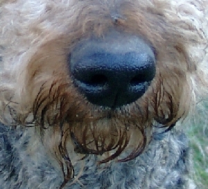 Nase des Airedale-Terriers Anton