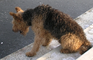 neugieriger Airedale-Terrier