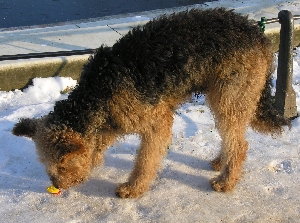 Airedale-Terrier mit Nuckel