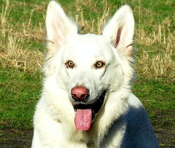 weißer Schäferhund Odin