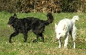 Sch&auml;ferhunde